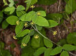 Yellow pimpernel